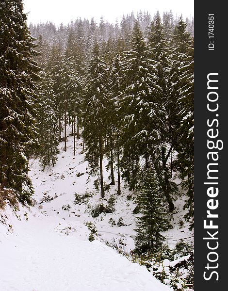 Fir forest in winter time covered by snow. Fir forest in winter time covered by snow