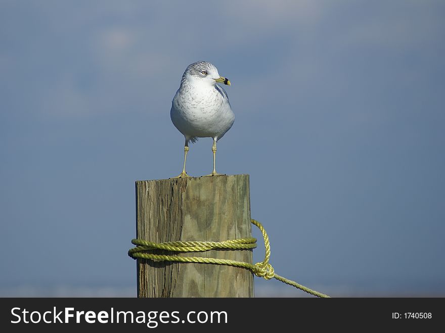 Seagull standing on a dock post