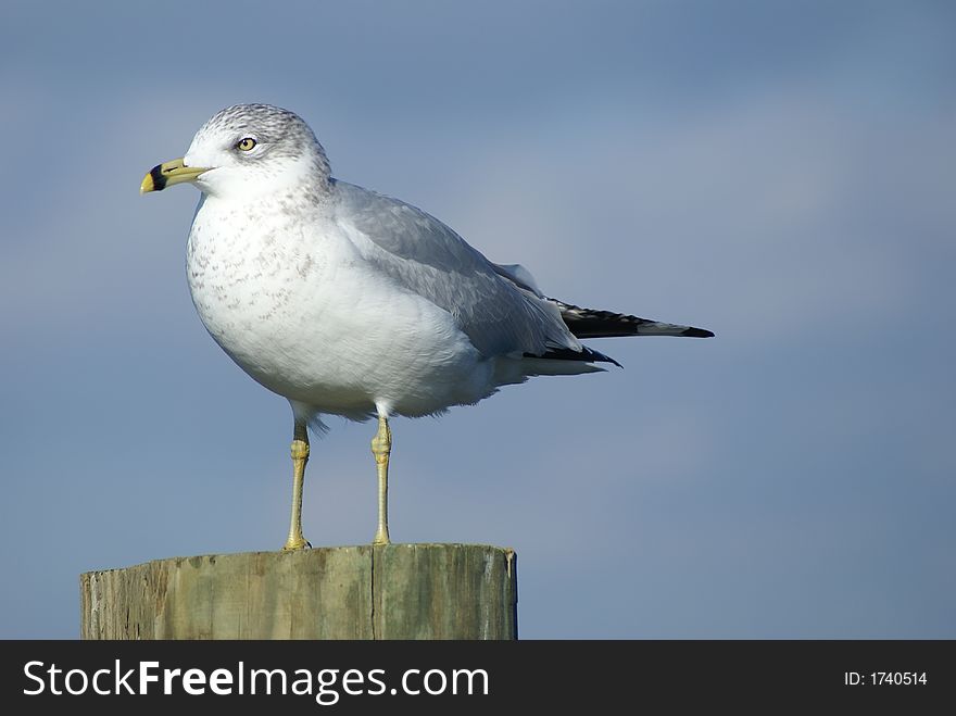 Close up of seagull on post. Close up of seagull on post