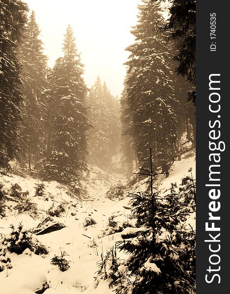 Sepia forest in winter time landscape