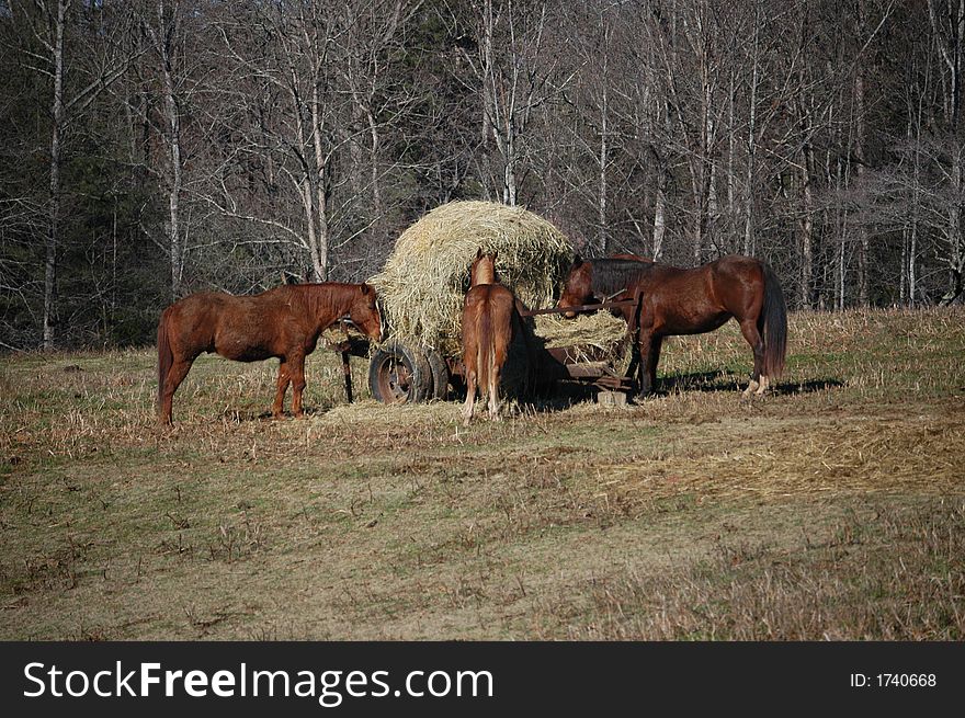 Three horses eating from a bale of hay. Three horses eating from a bale of hay