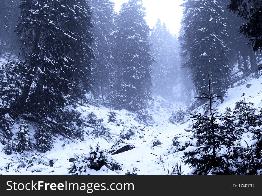 Blue forest in winter time landscape