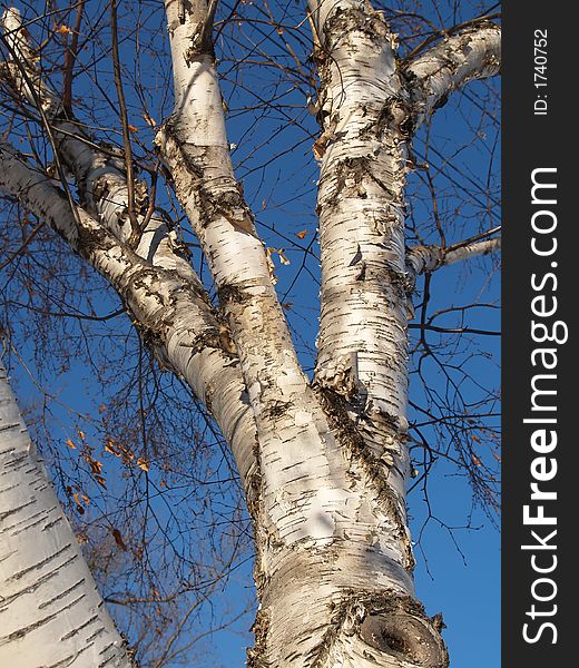 Leafless birch tree standing against a dark blue sky on a bright winter day. Leafless birch tree standing against a dark blue sky on a bright winter day