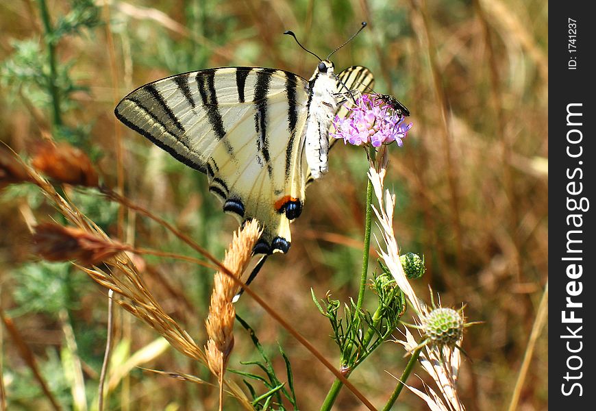 A closeup of a beautiful butterfly