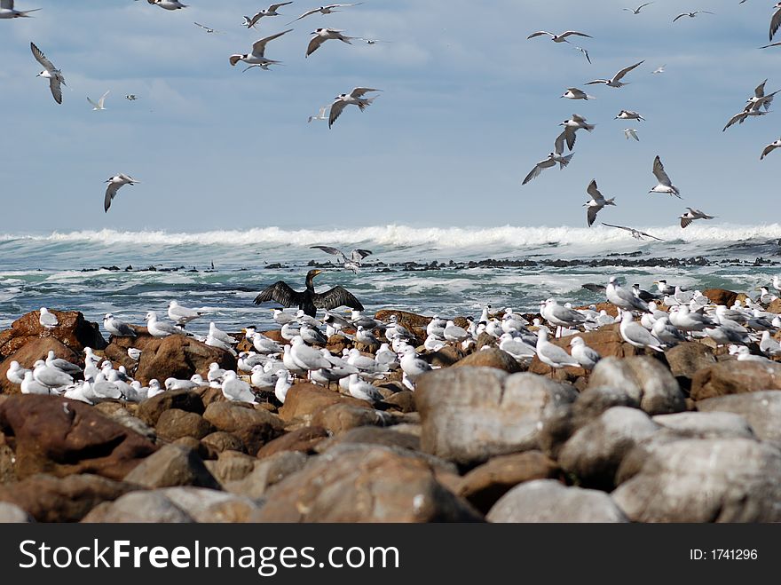 Seabirds congregate off the rocks, Cape Town. Seabirds congregate off the rocks, Cape Town