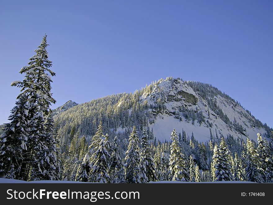 Snow covered trees and mountain in Alpental, WA. Snow covered trees and mountain in Alpental, WA