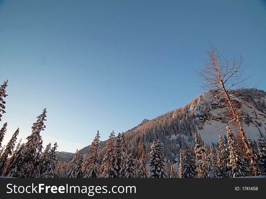 Mountains and trees in the afternoon sun Alpental, WA