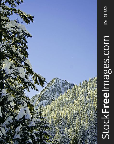 Mountain and snow covered trees in Alpental, WA. Mountain and snow covered trees in Alpental, WA