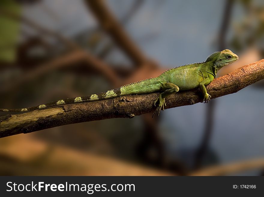 Green Iguana in a tree, with a blurred background. Green Iguana in a tree, with a blurred background.