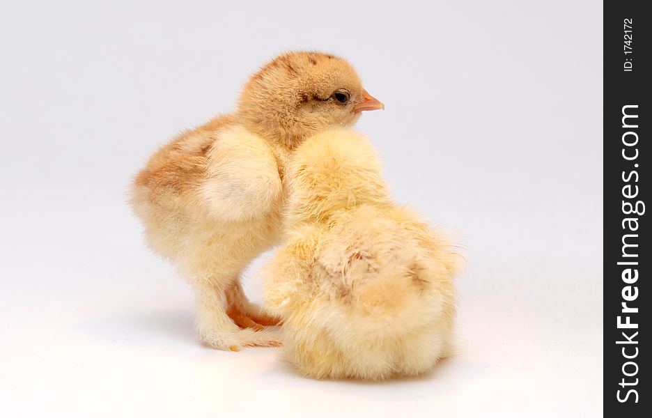 Newly born chicken on white background