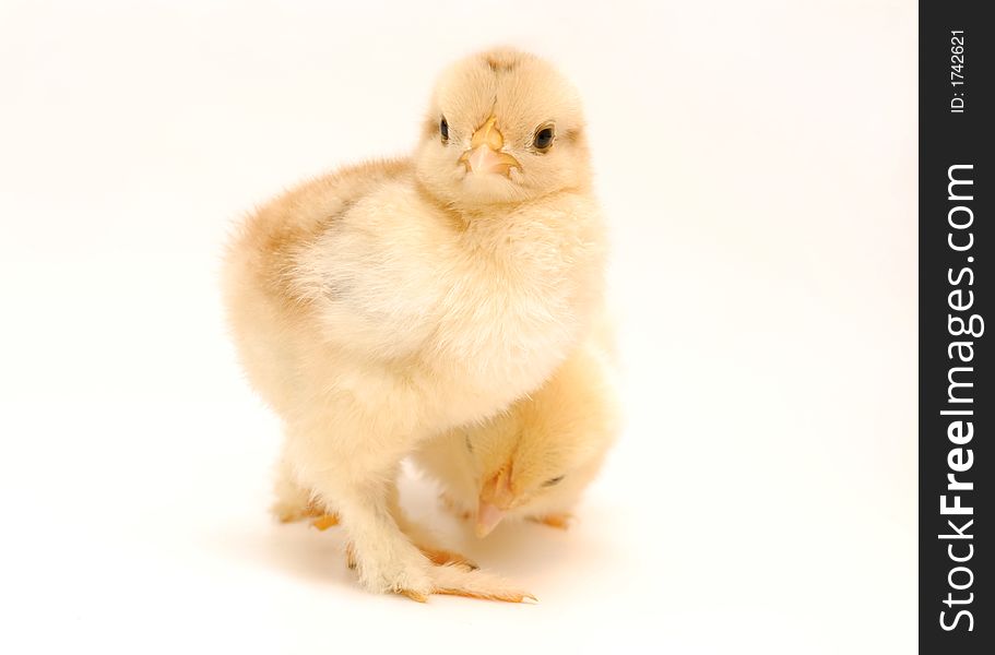 Newly born chicken on white background