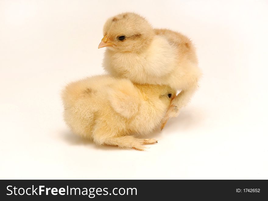 Two newly born chicken on white background