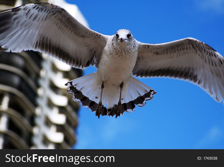 Seagull in mid air with highrise background. Seagull in mid air with highrise background
