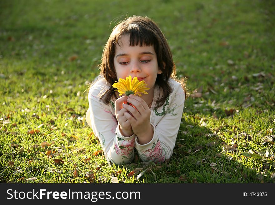 Young Child Looking at a Daisy. Young Child Looking at a Daisy