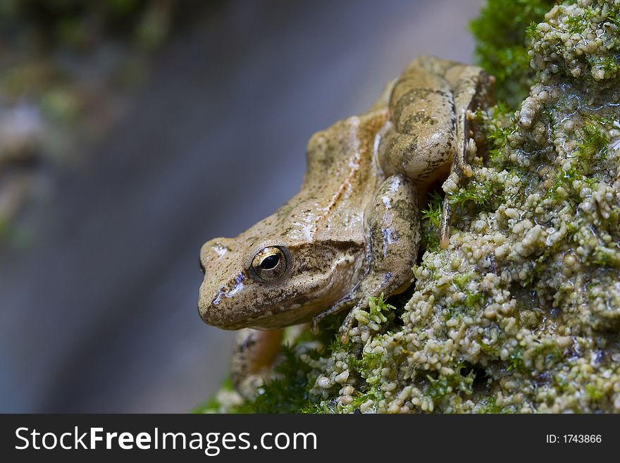 Frog - Rana Italica