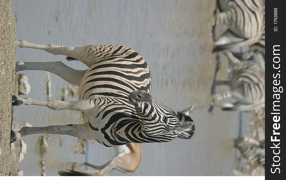 Zebra Standing At Waterhole