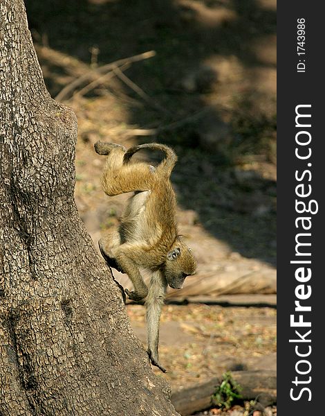 Little baboon coming out of tree
