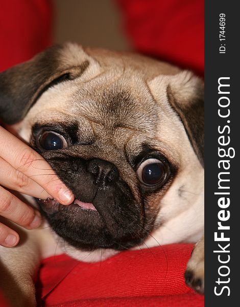 Sweet pug with rose tongue. Sweet pug with rose tongue