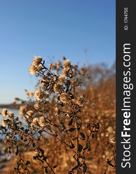 Photo of the riverbank of the Daugava River near Ogre (Latvia).