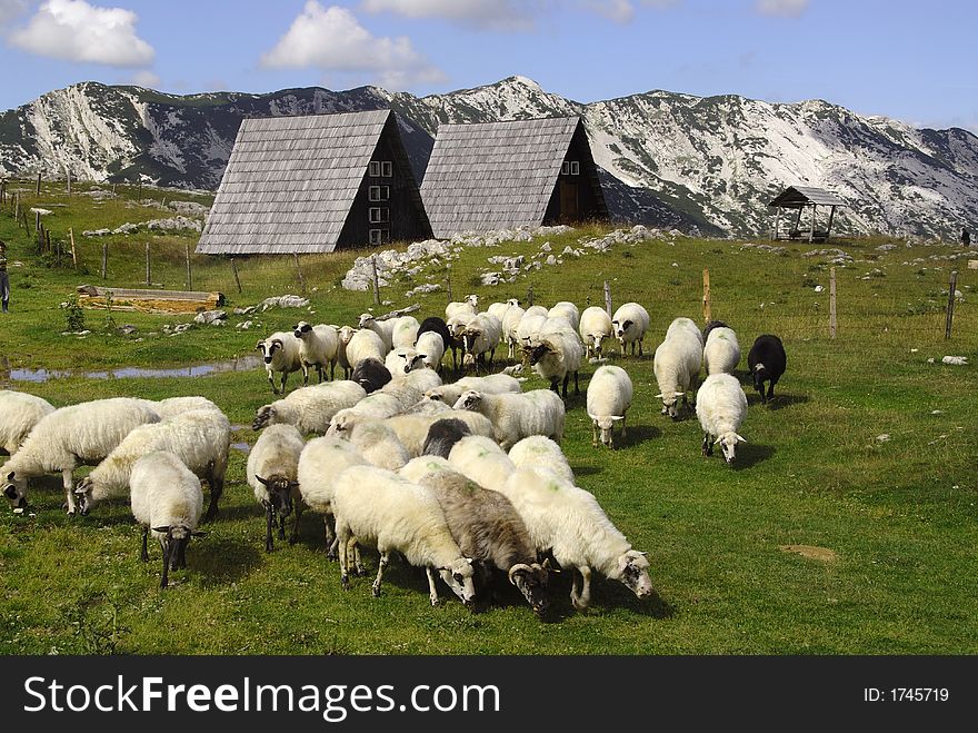 Sheep at the farmland on the north of montenegro. Sheep at the farmland on the north of montenegro