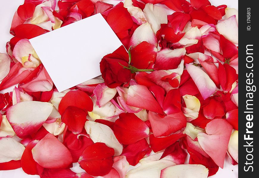 Rose and blank card for valentine on petal