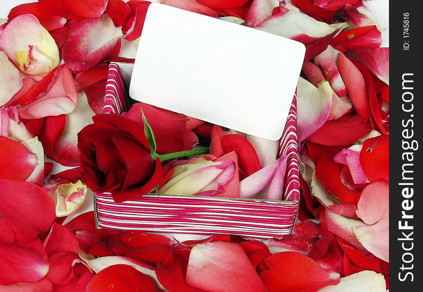 Red rose on a gift box with blank card for valentine day