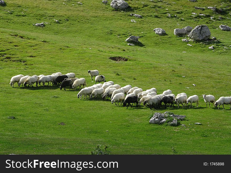 Sheep at the farmland on the north of montenegro. Sheep at the farmland on the north of montenegro