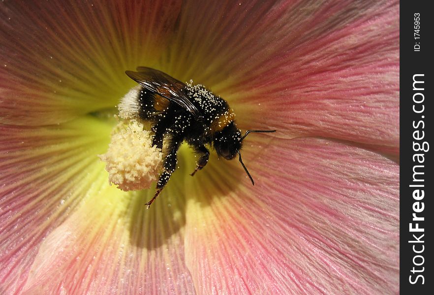 Bee working in a pink blossom - closeup. Bee working in a pink blossom - closeup