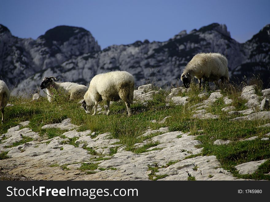 Sheep at the farmland on the north of montenegro. Sheep at the farmland on the north of montenegro