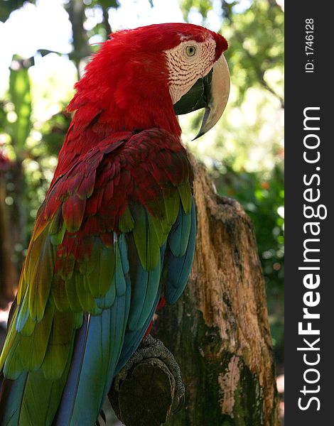 Macaw Parrot