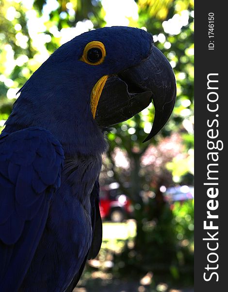 Closeup of colorful parrot pirching. Closeup of colorful parrot pirching