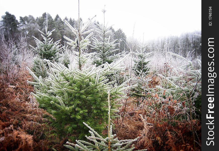 Frozen forest in the Ardennes (Belgium)