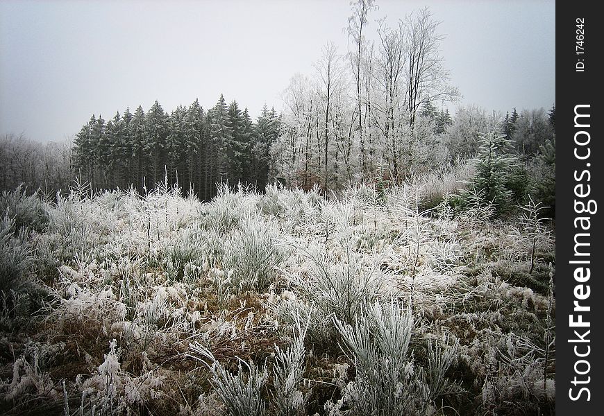 Frozen forest in the Ardennes (Belgium)