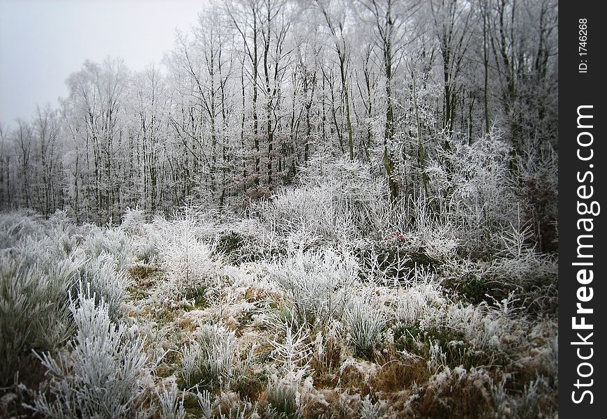 Frozen forest in the Ardennes (Belgium)
