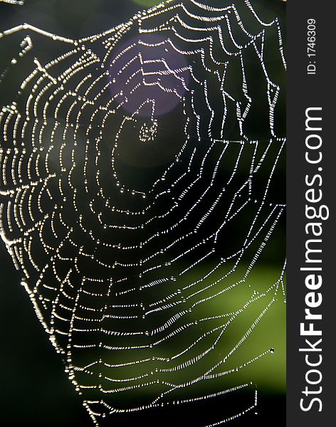 Cobweb in the forest, early in the morning