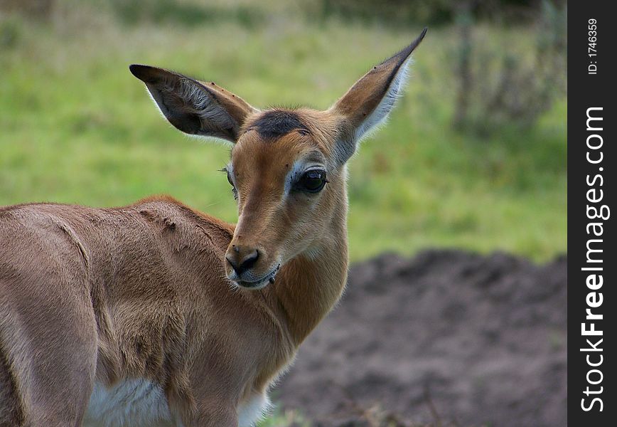 A young Impala turning it's head