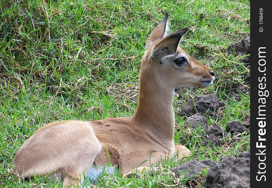 A young Impala lying bown