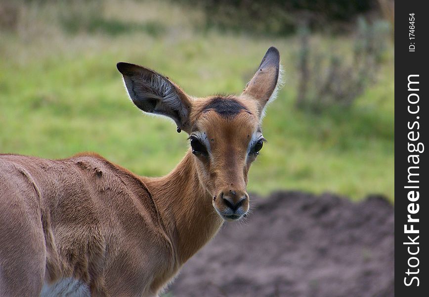 A young Impala looking backwards at the camera
