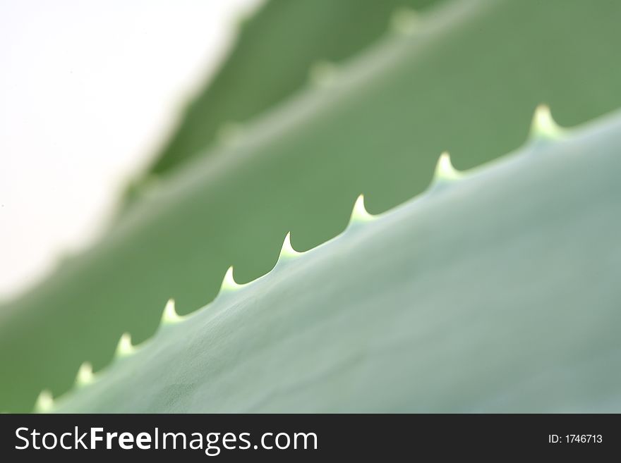 An aloe vera plant and a white background
