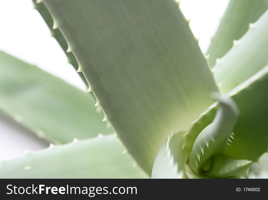 An aloe vera plant and a white background
