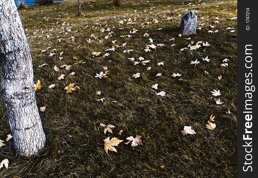 Leafs on the ground in fall. Leafs on the ground in fall