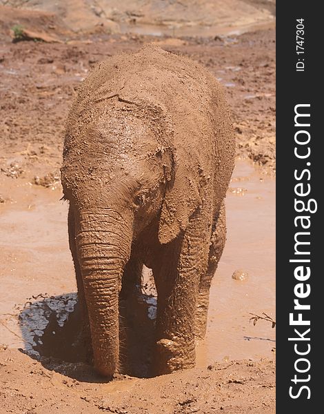 Baby Elephant having a mud bath