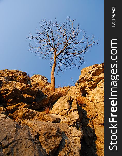 Isolated tree on the rocks at sunset light