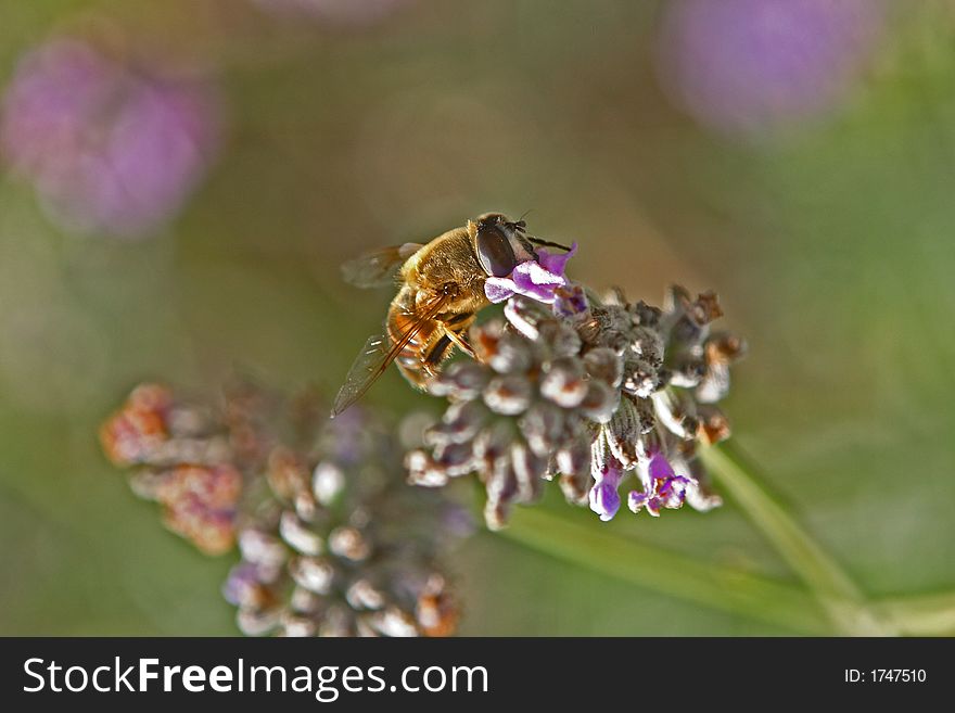 Close up of a bee collecting pollen and nectar from a lavender flower. Close up of a bee collecting pollen and nectar from a lavender flower.