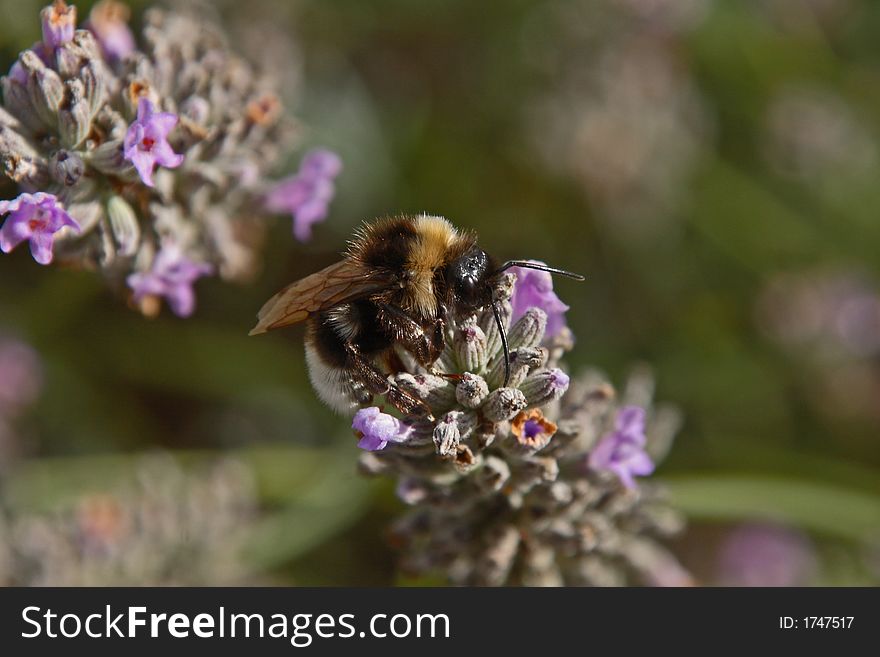 Close up of a bee collecting pollen and nectar from a lavender flower. Close up of a bee collecting pollen and nectar from a lavender flower.