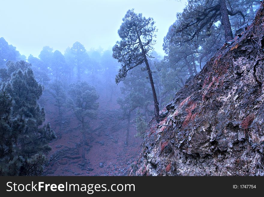 Pine In The Blue Forest Fog