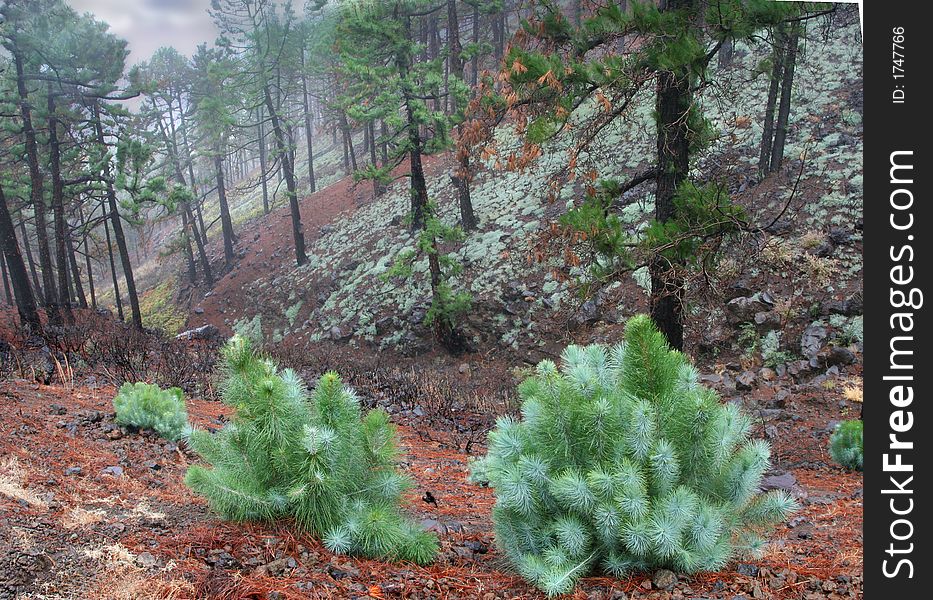 Rain in the piny forest, Canaries, La Palma
