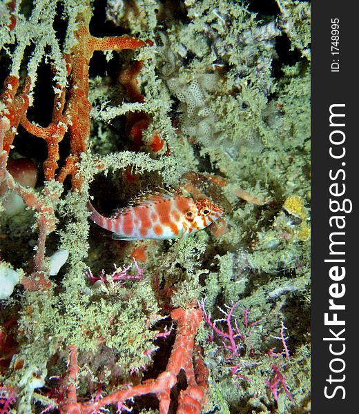 Threadfin Hawkfish (Cirrhitichthys aprinus) commonly found in shallow coastal & seaward reefs. Threadfin Hawkfish (Cirrhitichthys aprinus) commonly found in shallow coastal & seaward reefs