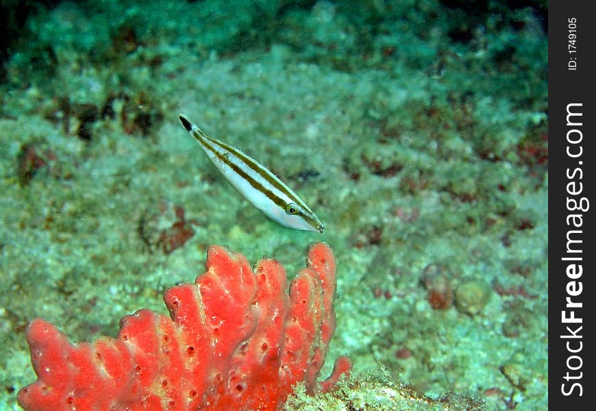 A female Rhino Filefish, a rare sight in the Celebes Sea