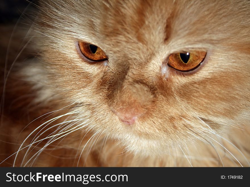 A portrait Persian red cat